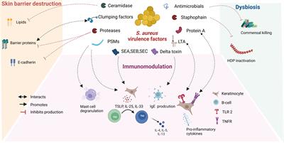 Microbial derived antimicrobial peptides as potential therapeutics in atopic dermatitis